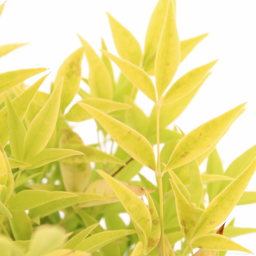 Picture of Nandina domestica 'Lemon and Lime'PBR