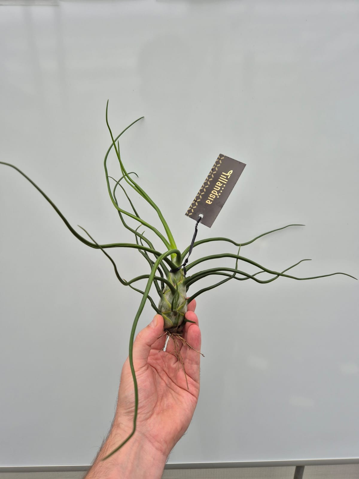 Picture of Tillandsia Bulbosa Giant plus Label P25 30CM