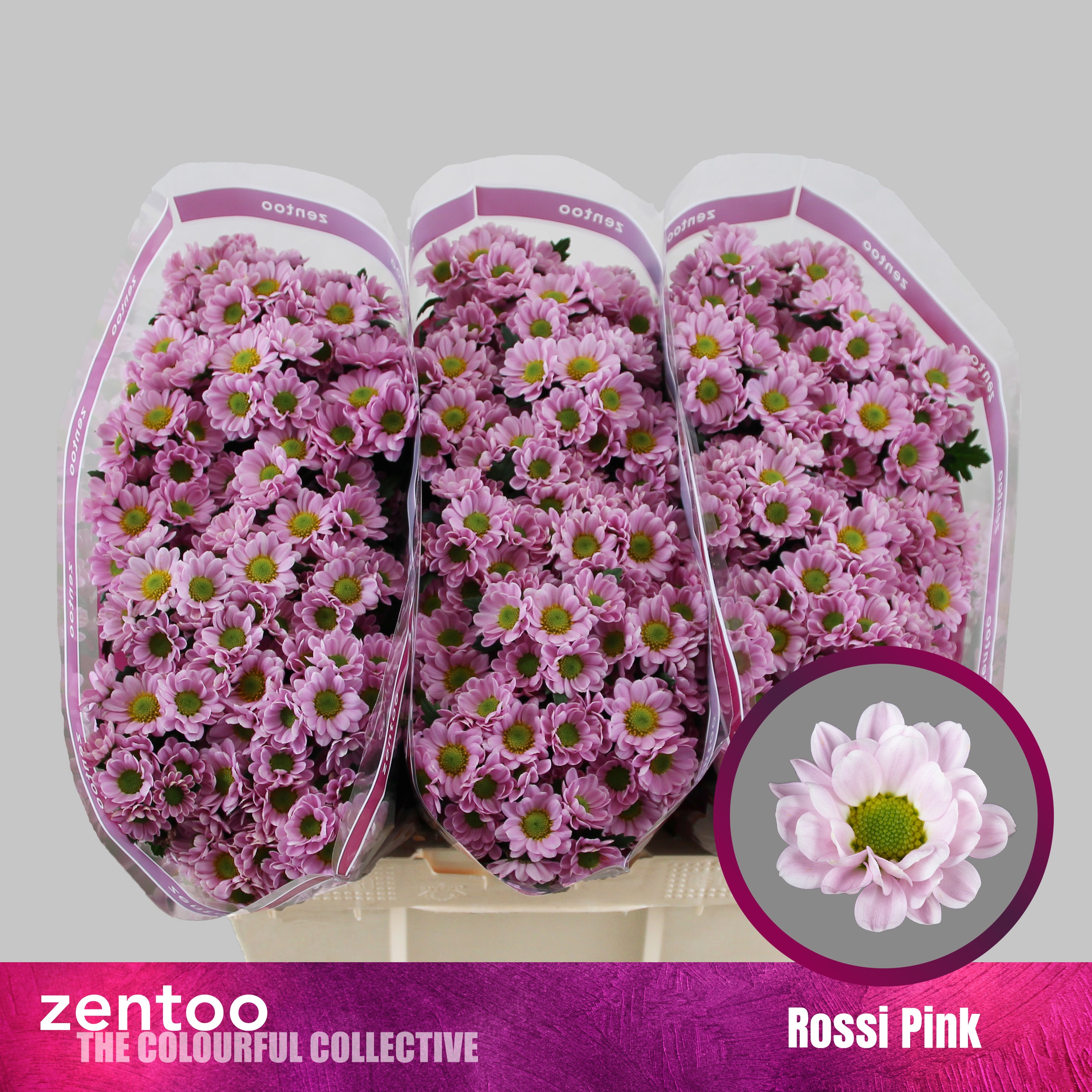 Chr San Rossi Pink