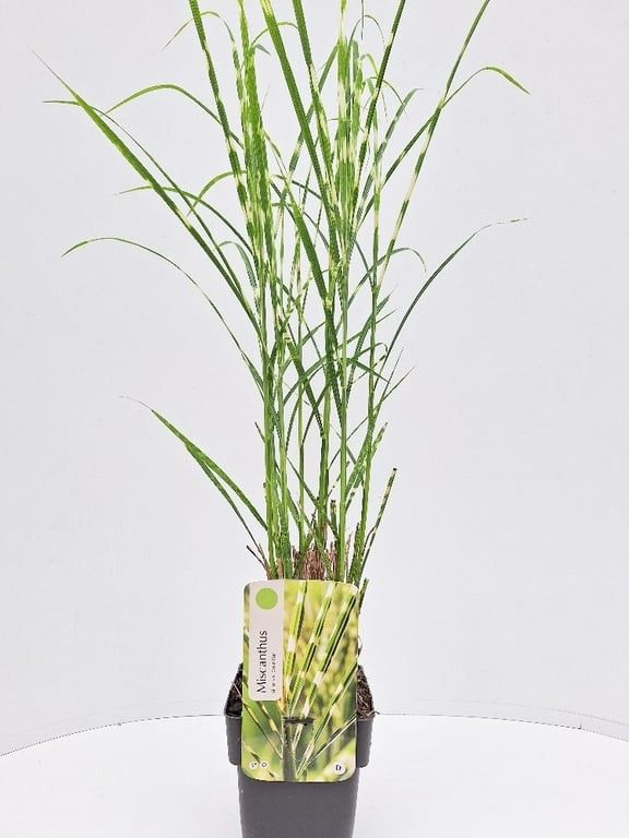 Miscanthus sinensis 'Gold Bar'