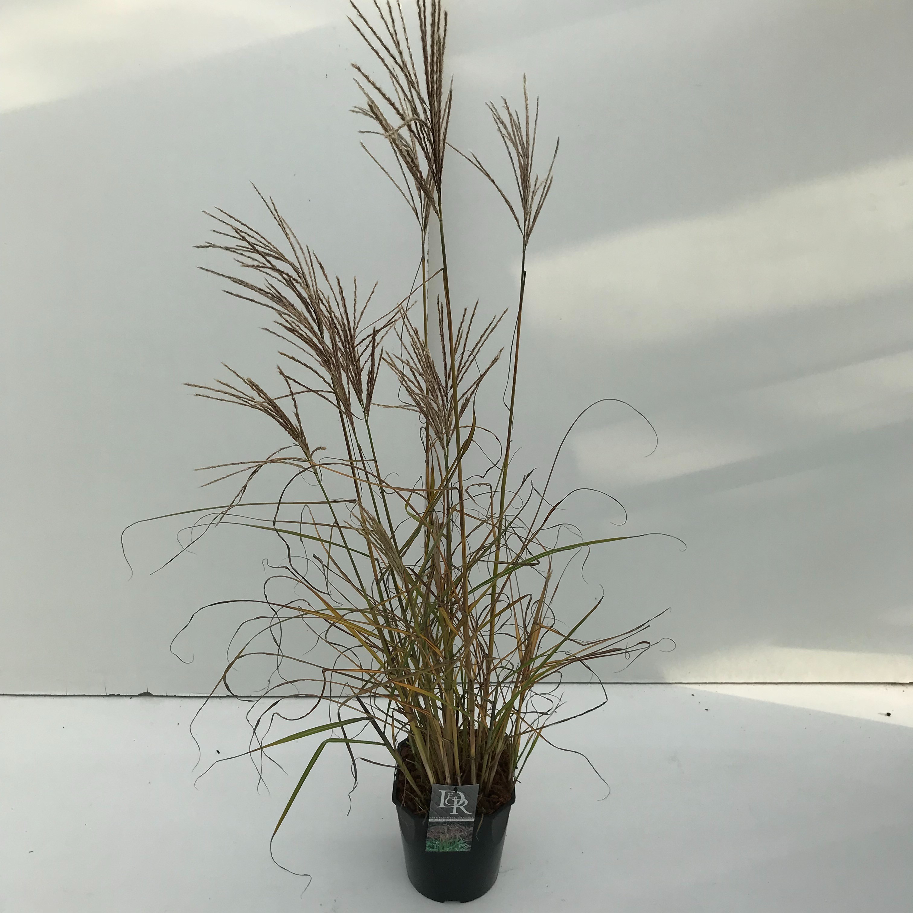 Picture of Miscanthus Ferner Osten P23 (5 Ltr) SQUARE (LOOSE)