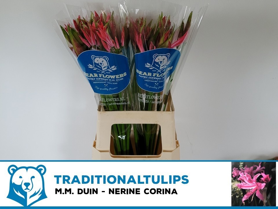 Ne Bo Corina 60cm