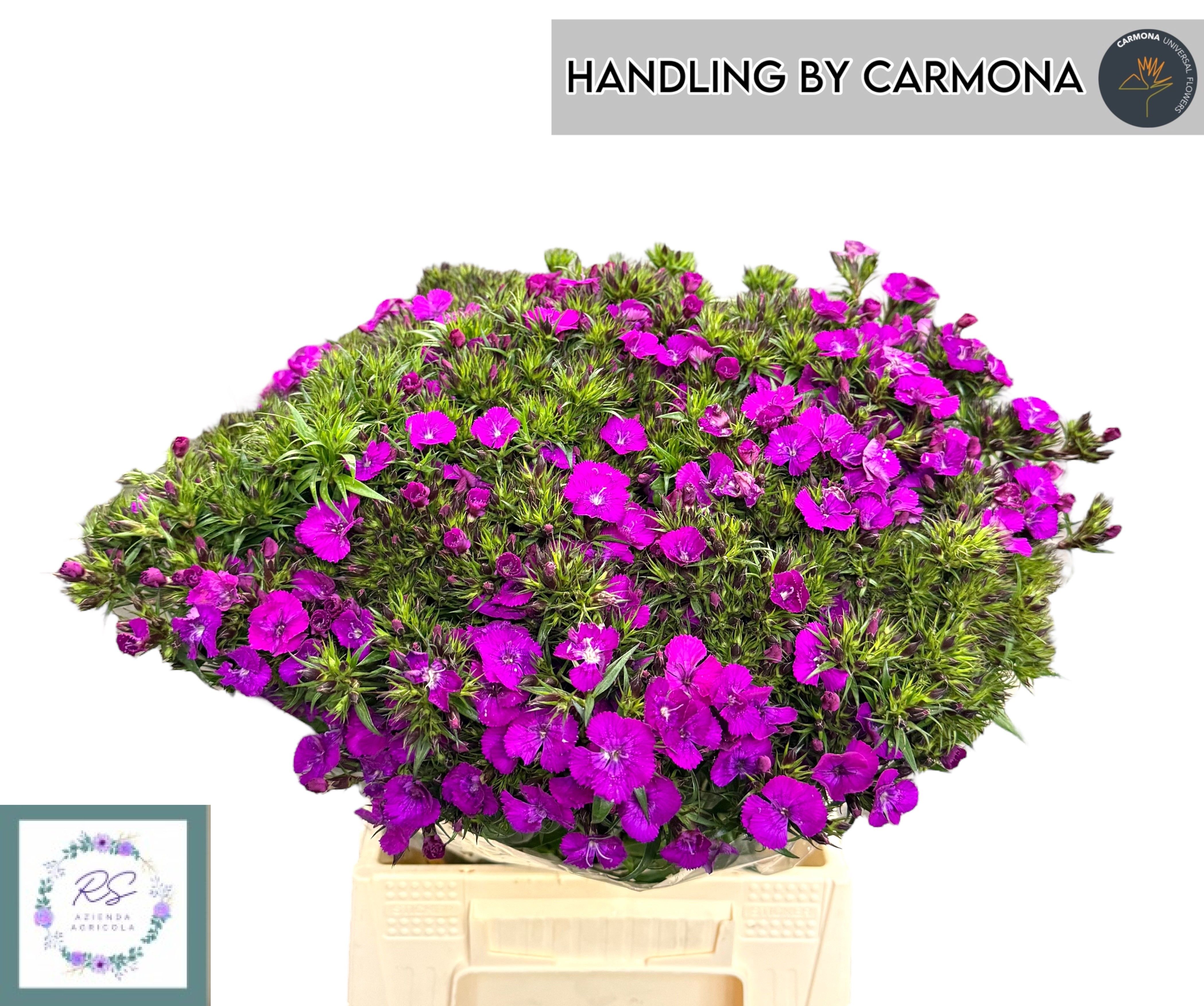 Dianthus Barb Neon Purple 45cm
