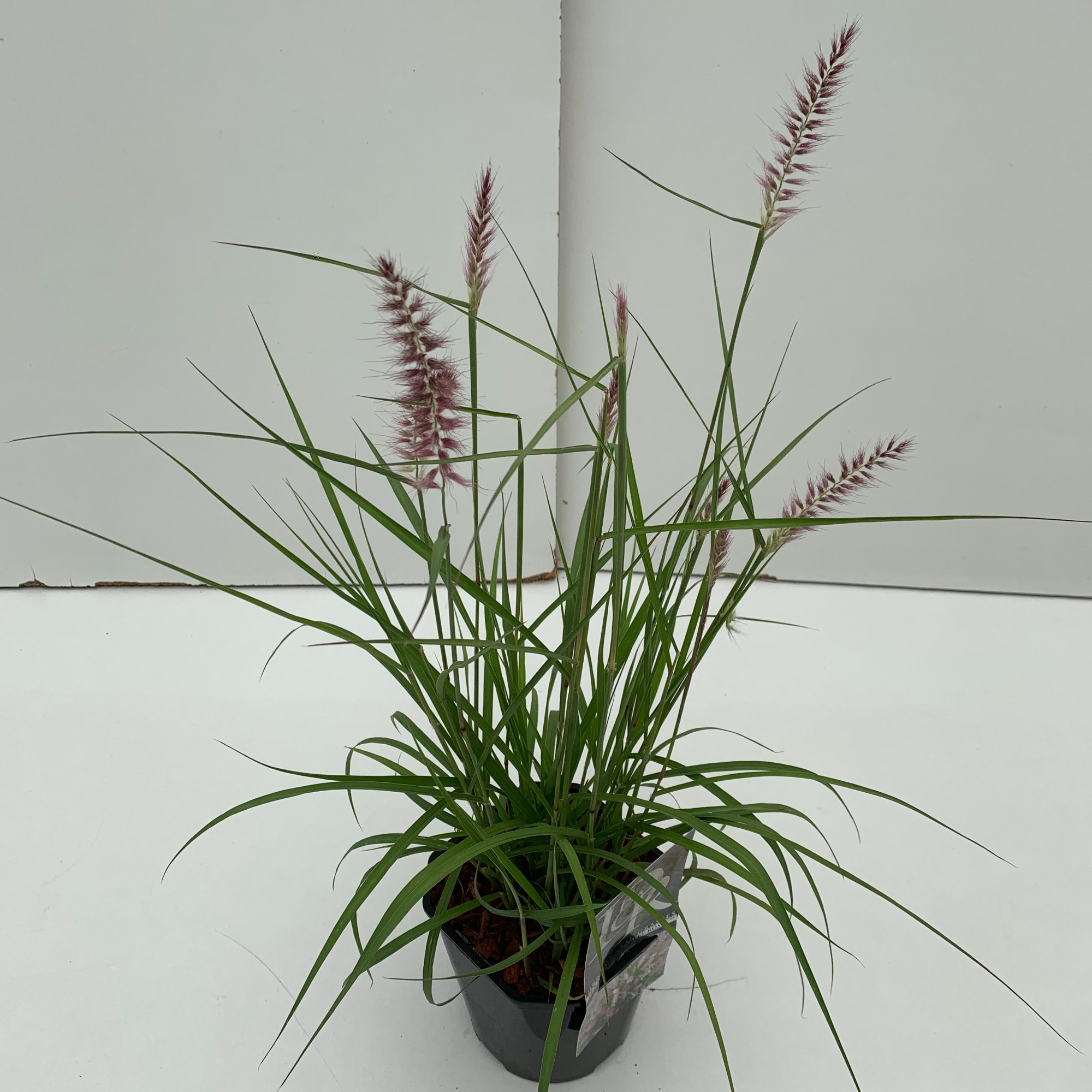 Picture of Pennisetum Karley Rose P17 (2 Ltr) Square