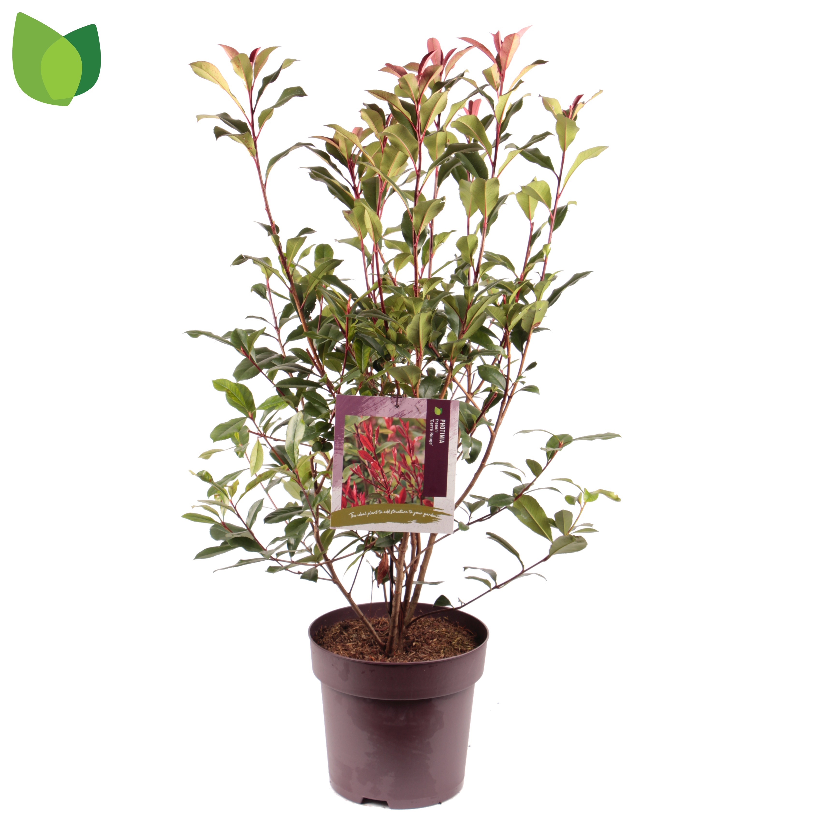 Picture of Photinia fras. Carre Rouge P29 (10 Ltr) (LOOSE)