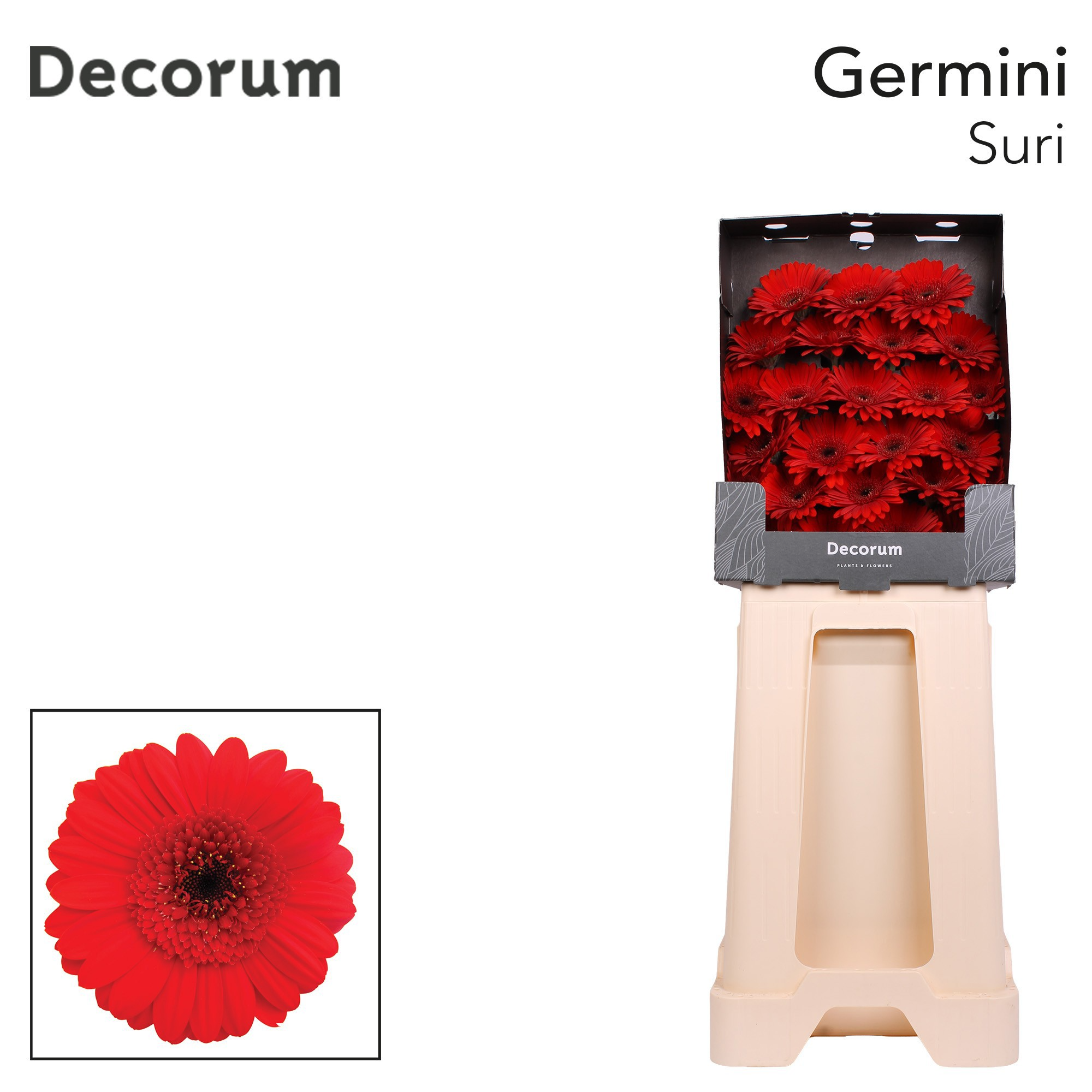 Ge Mi Suri