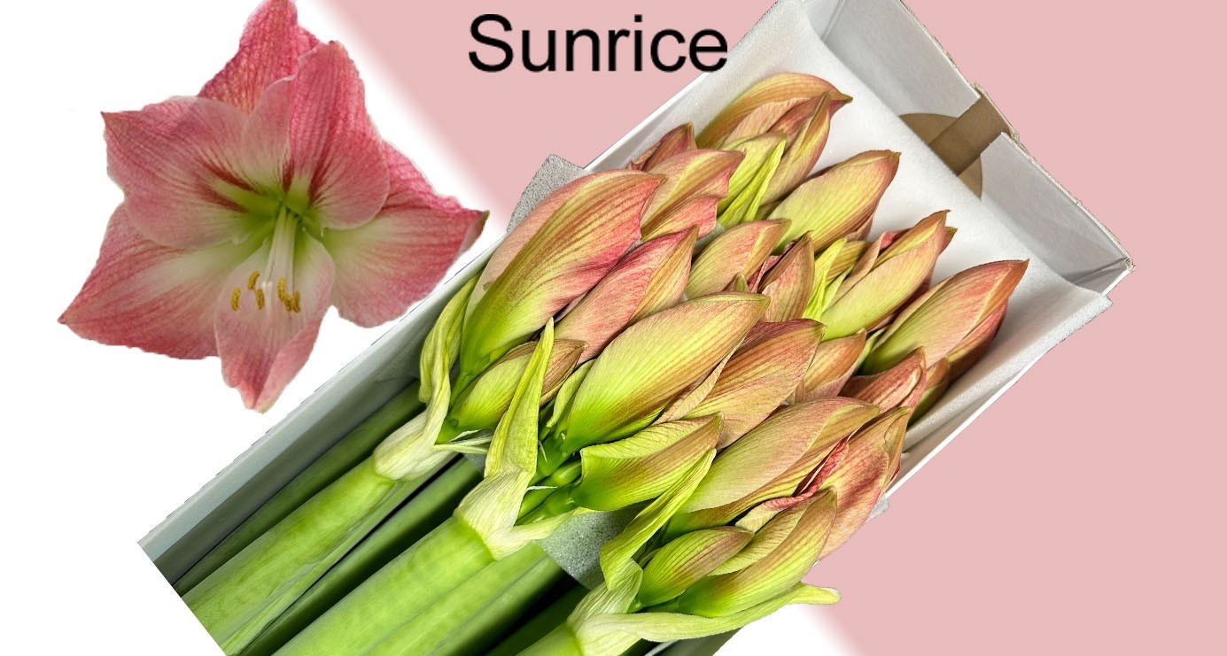 Hipp Ga Sunrise 4bl