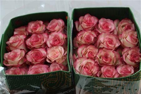 Rosa Paloma 50cm