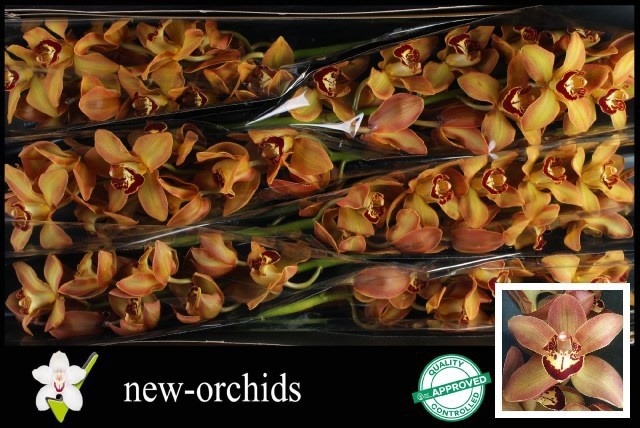 Cymbidium Charly Brown 12/15bl