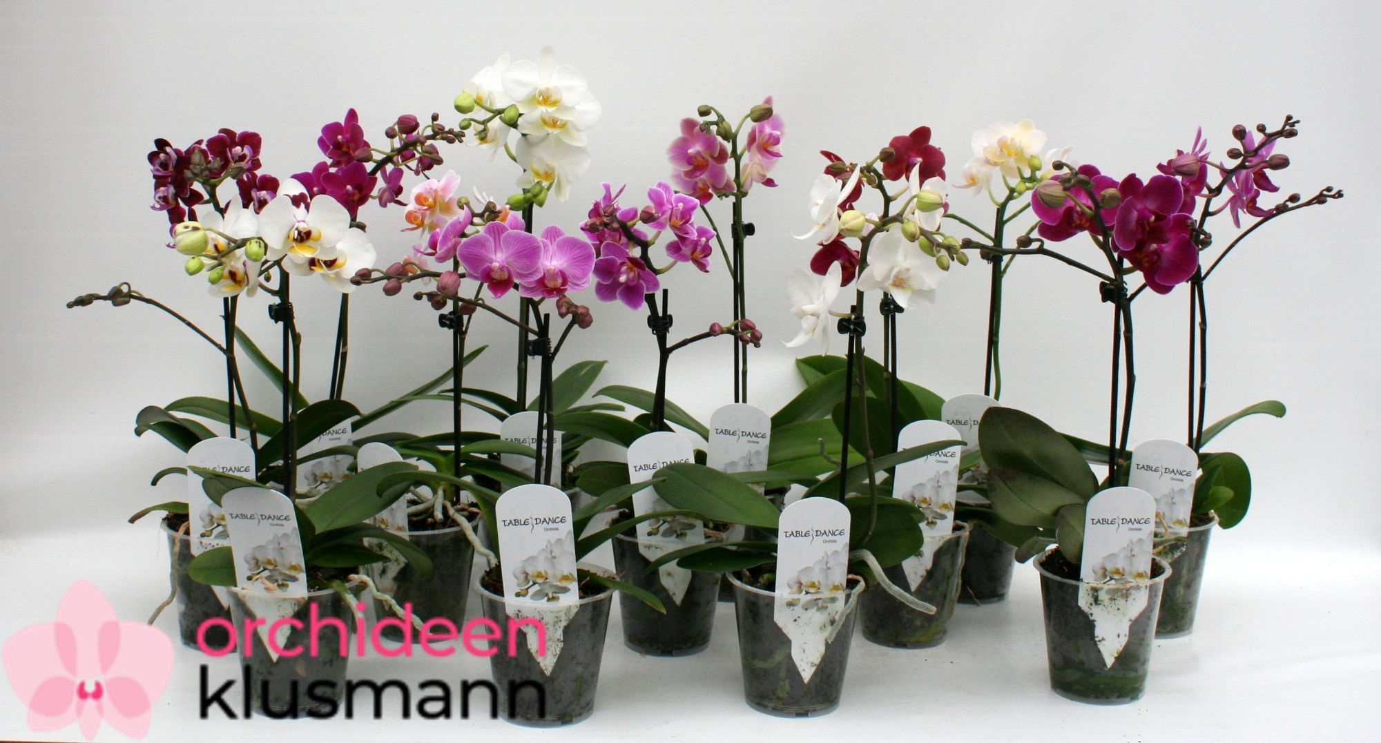 Phal Gem 9P 30H 1TAK 6bloem 34bloei