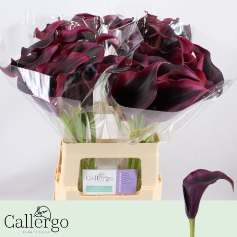 Calla Rudolph 60cm