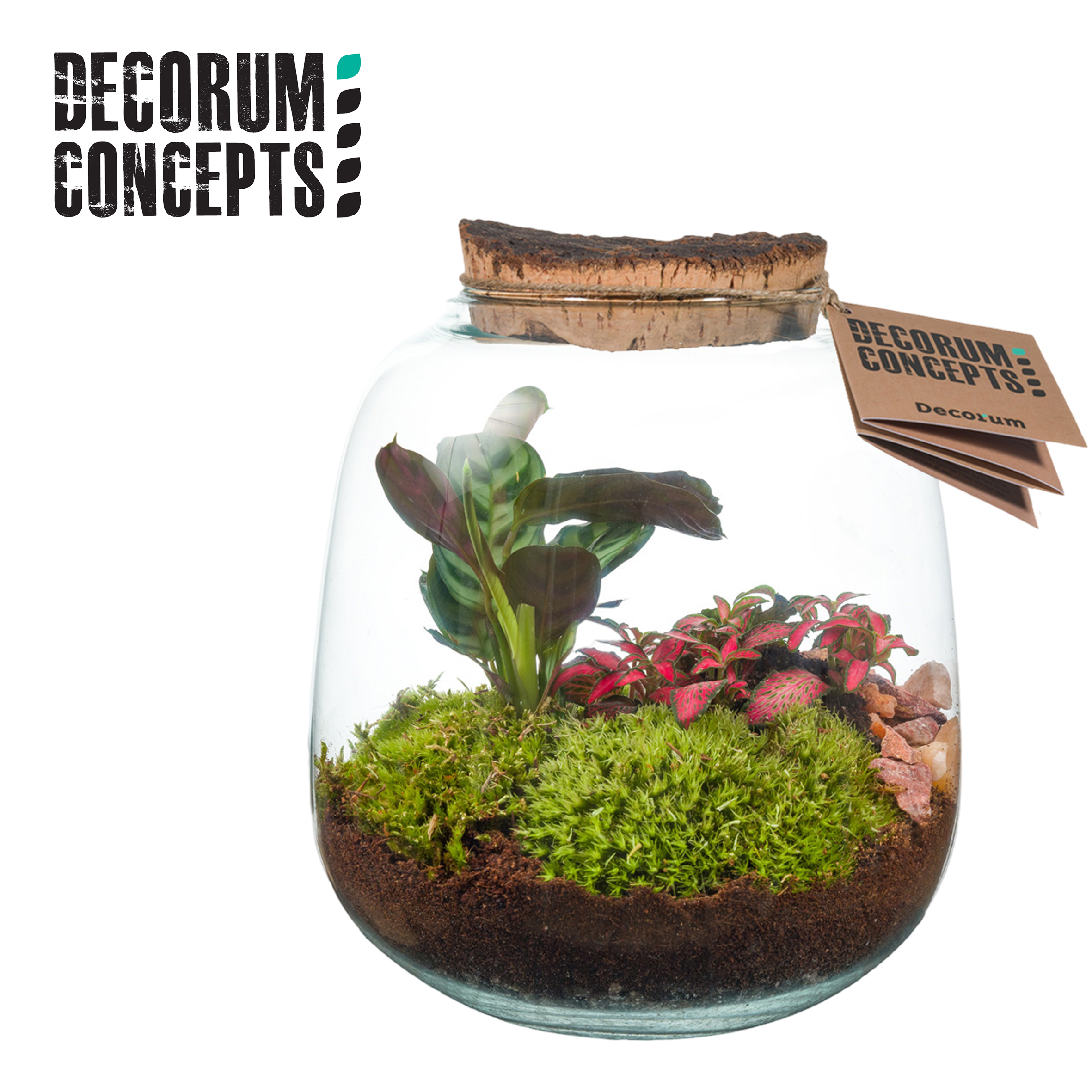 Picture of Terrarium Hyperion arrangement WK5 P19 40-CM