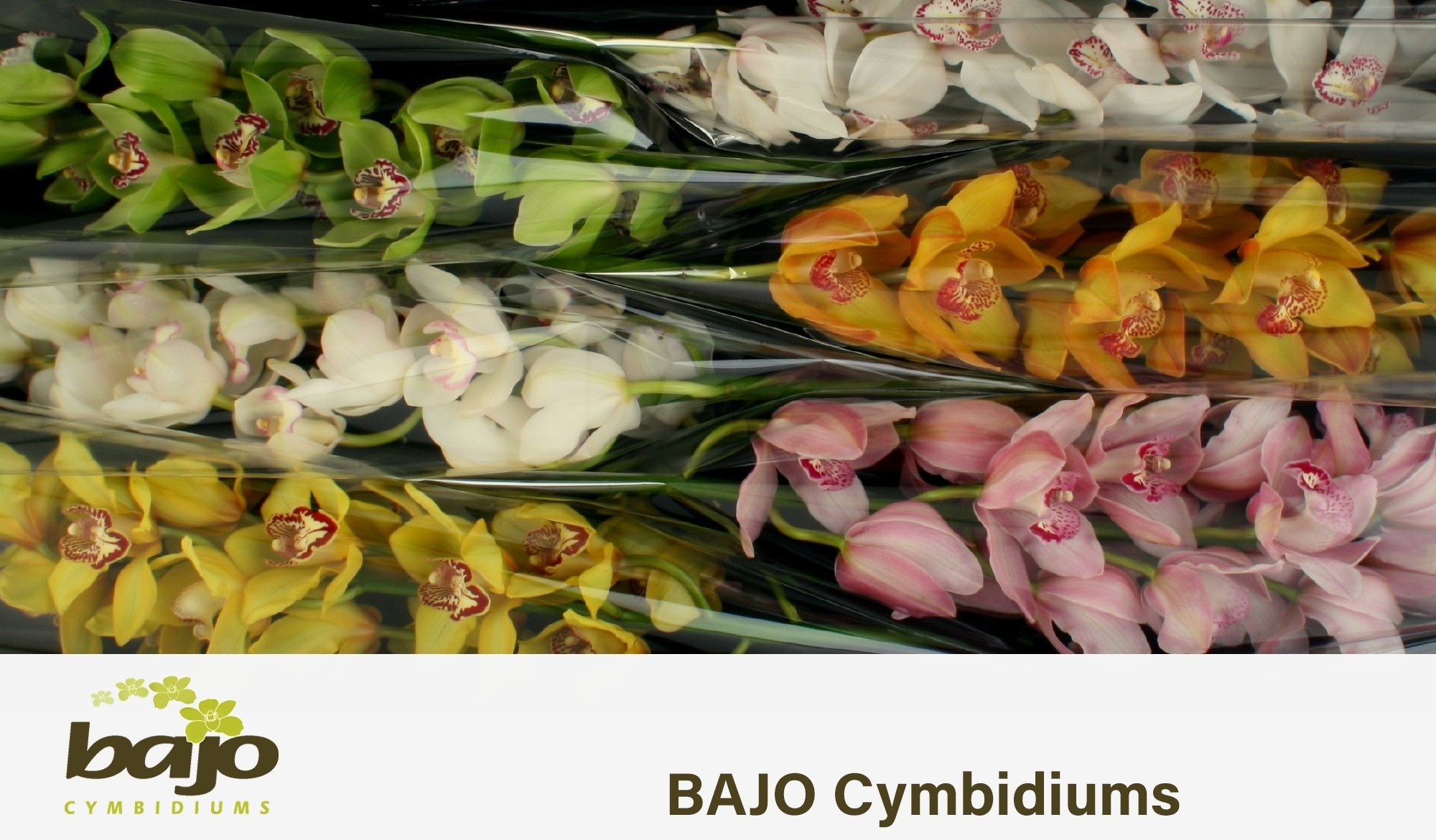 Cymbidium Asst 11bl