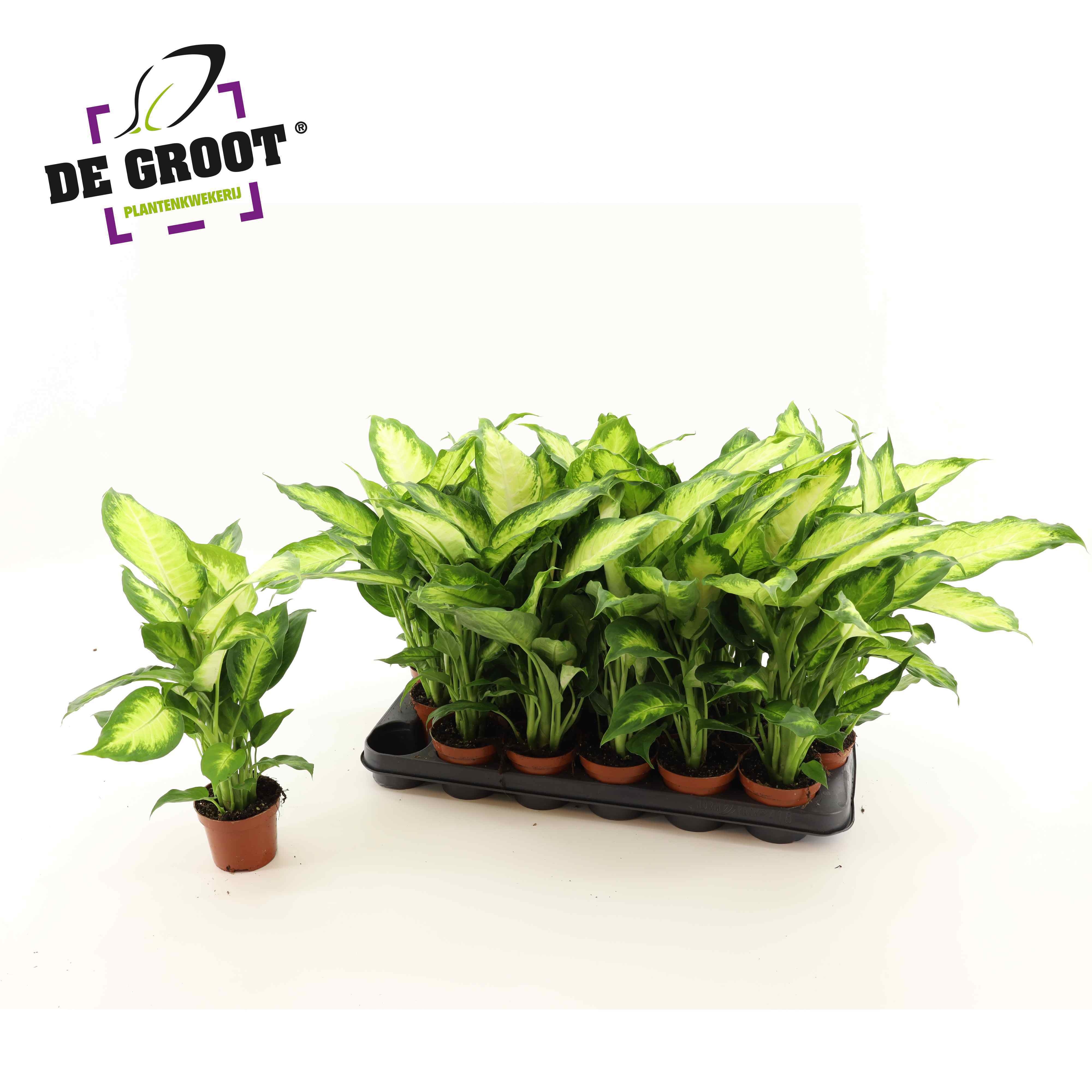 Dieff Camilla 9P 40H