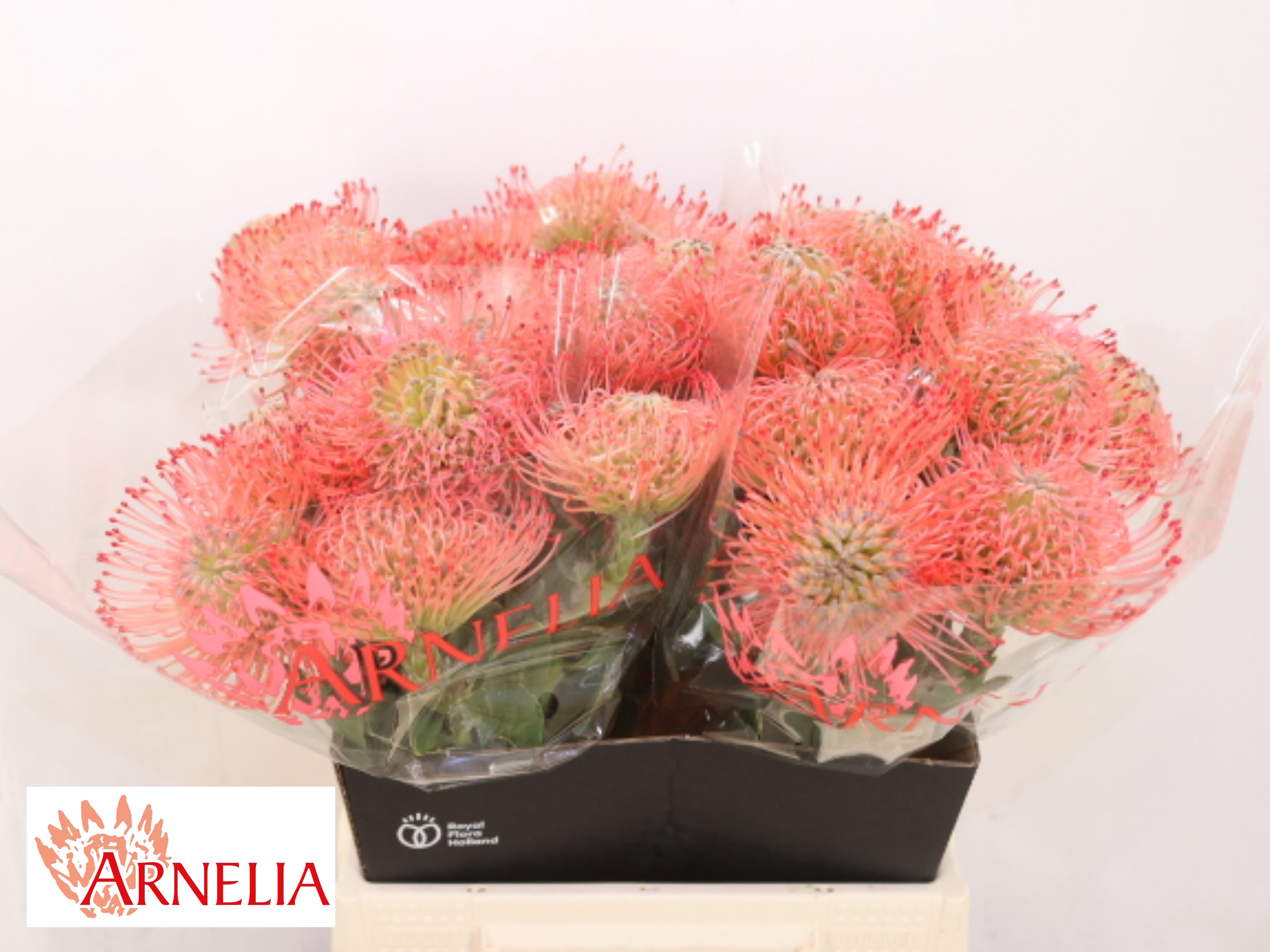Leuco Ayoba Pink 45cm