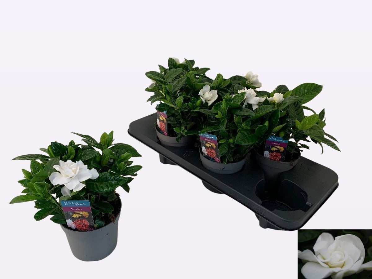 Gardenia 13Ø 25cm