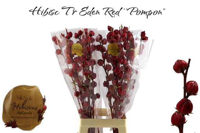 Hibisc Tr Eden Red 80cm