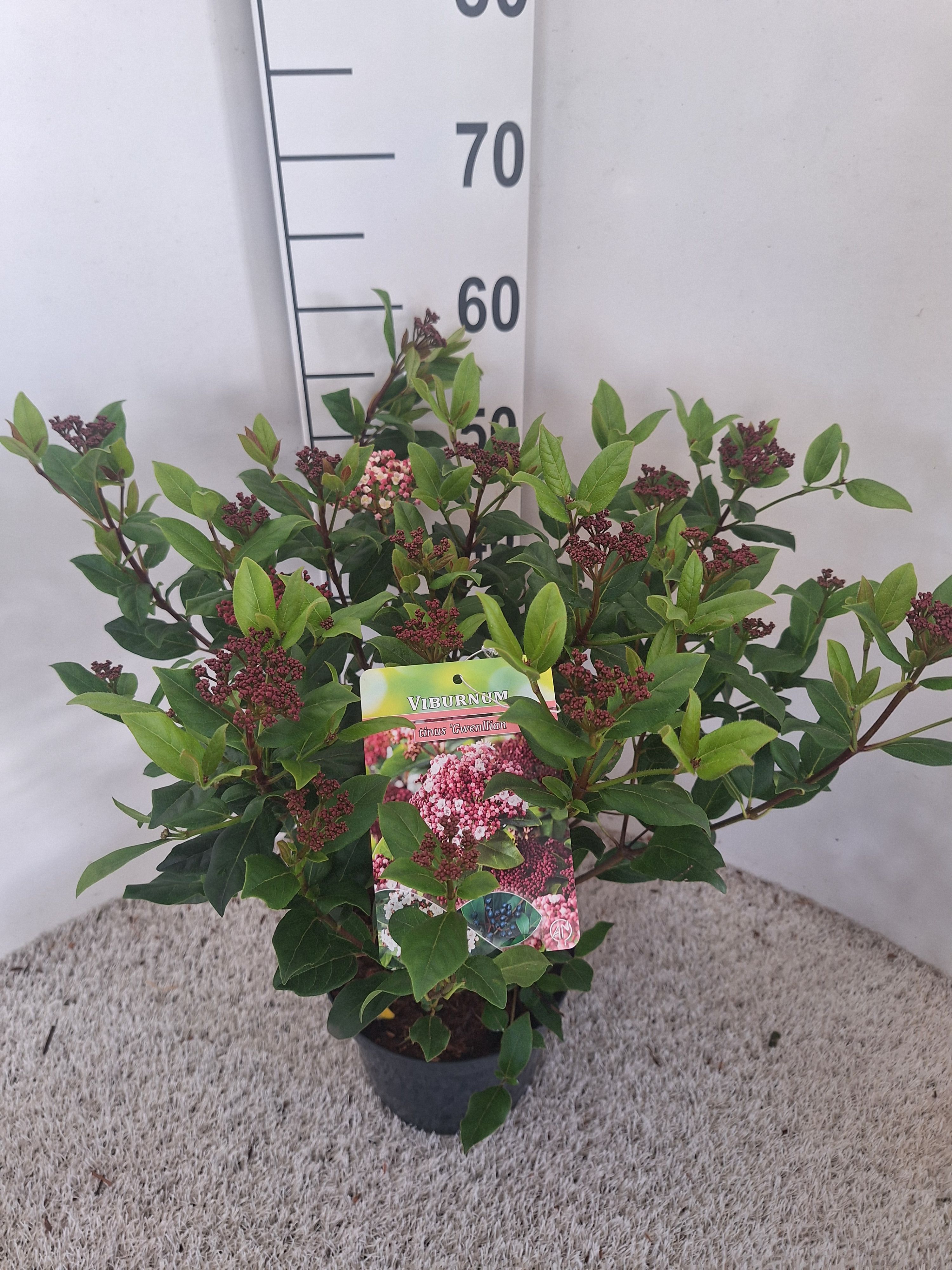 Viburnum tinus 'Gwenllian' Bush | Gardenline