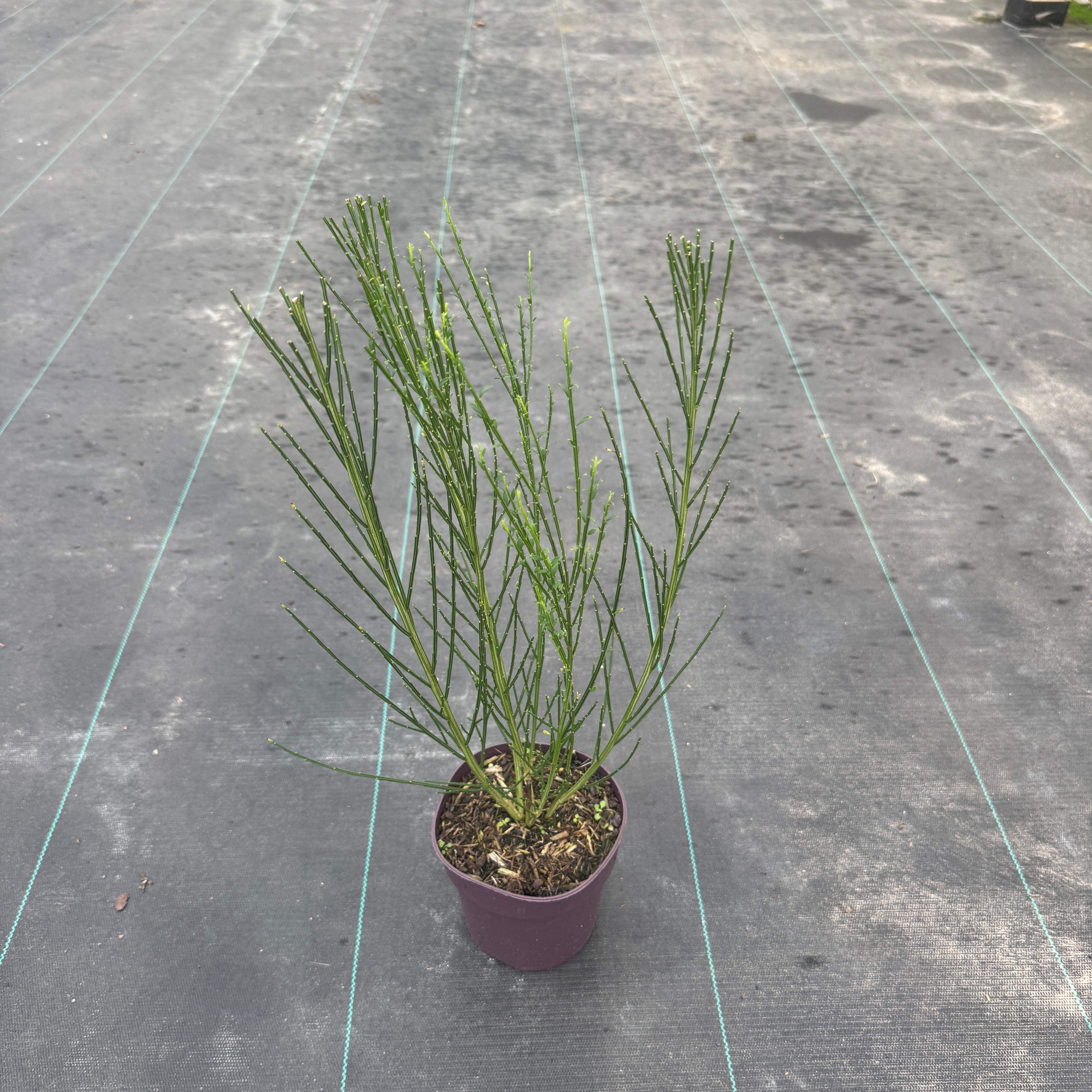Cytisus scoparius 'Vanesse'