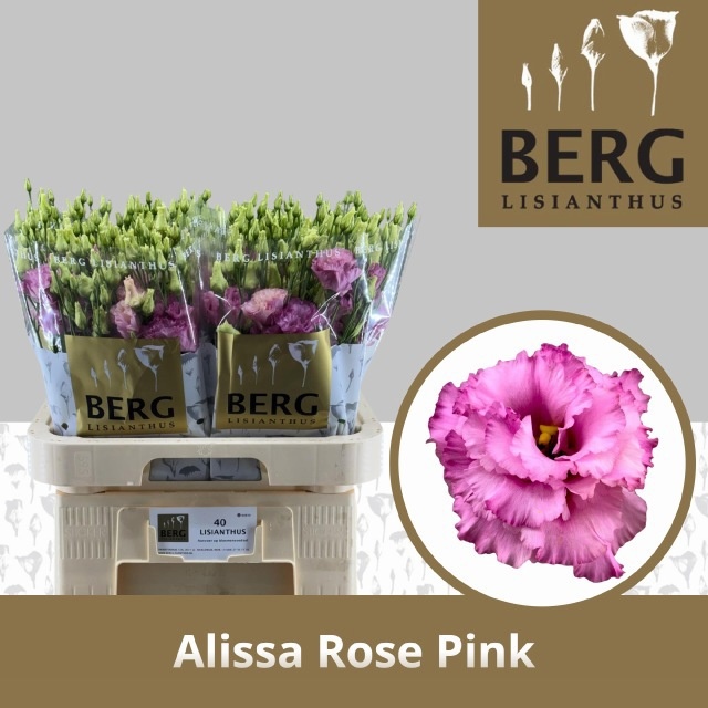 Eus G Alissa Rose Pi