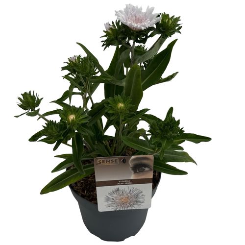 Stokesia laevis 'Alba' ® sense P19 Asra