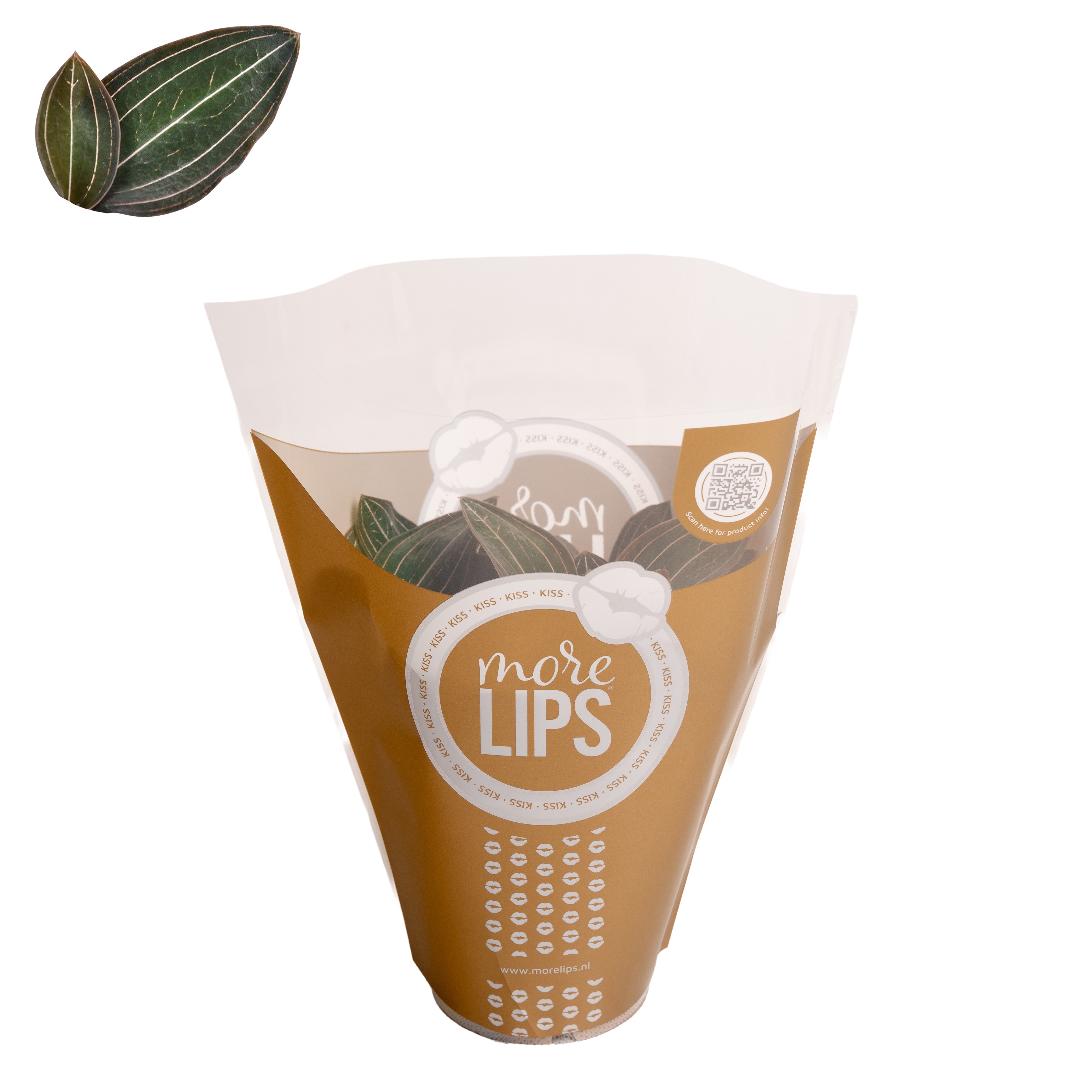 Ludisia Discolor met goud ML hoes