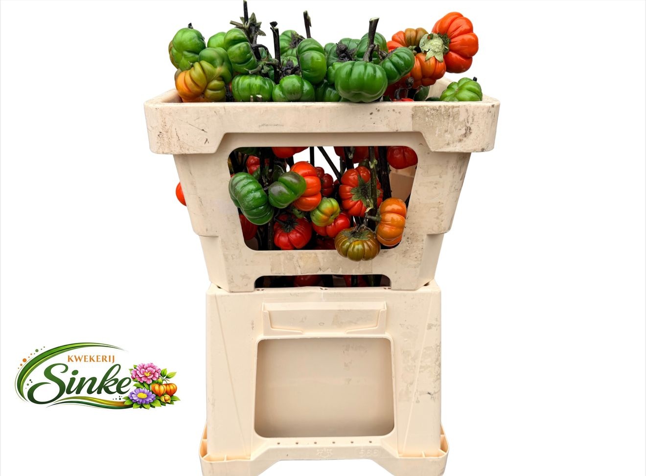 Sola In Tomaat Tak 60cm