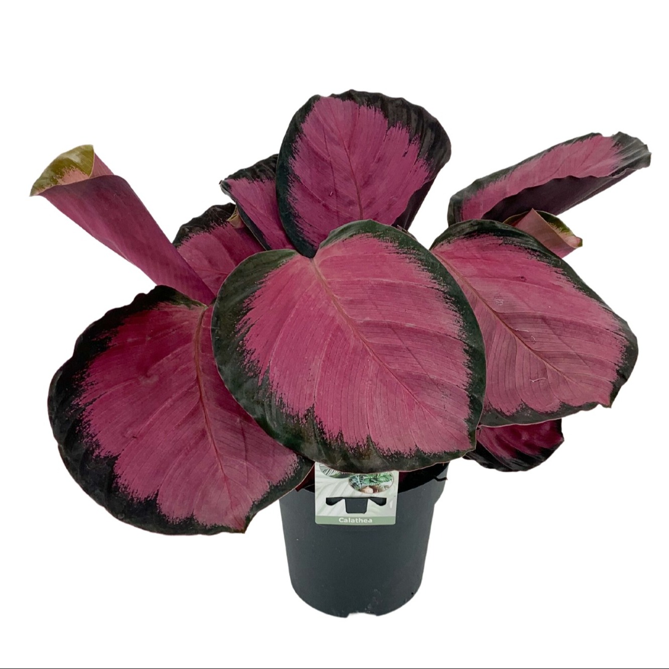 Picture of Calathea Rosepicta Mysty Red P14 45cm