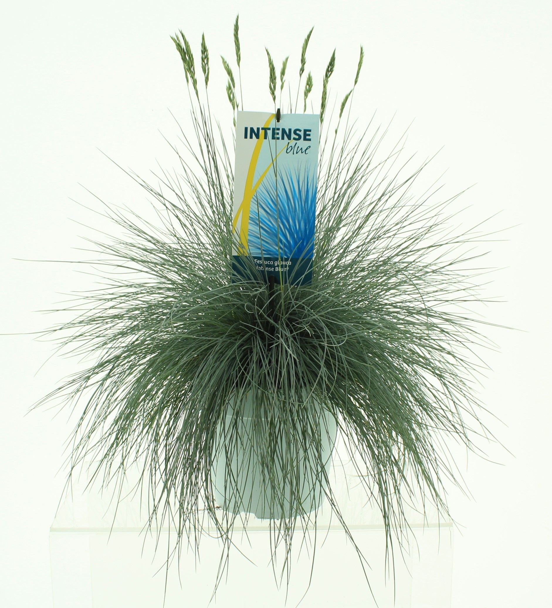 Picture of Festuca glauca Intense Blue®