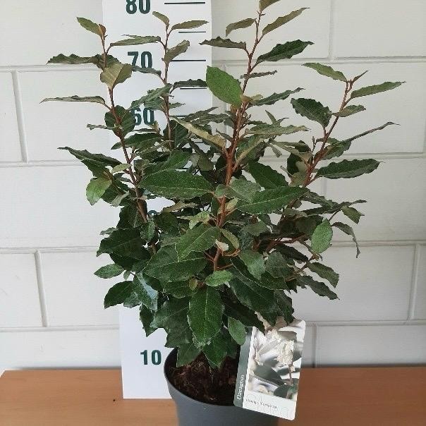 Picture of Elaeagnus ebbingei 'Compacta'