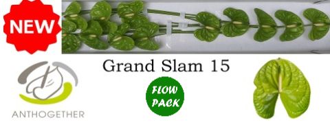 Anthurium Grand Slam 7Ø