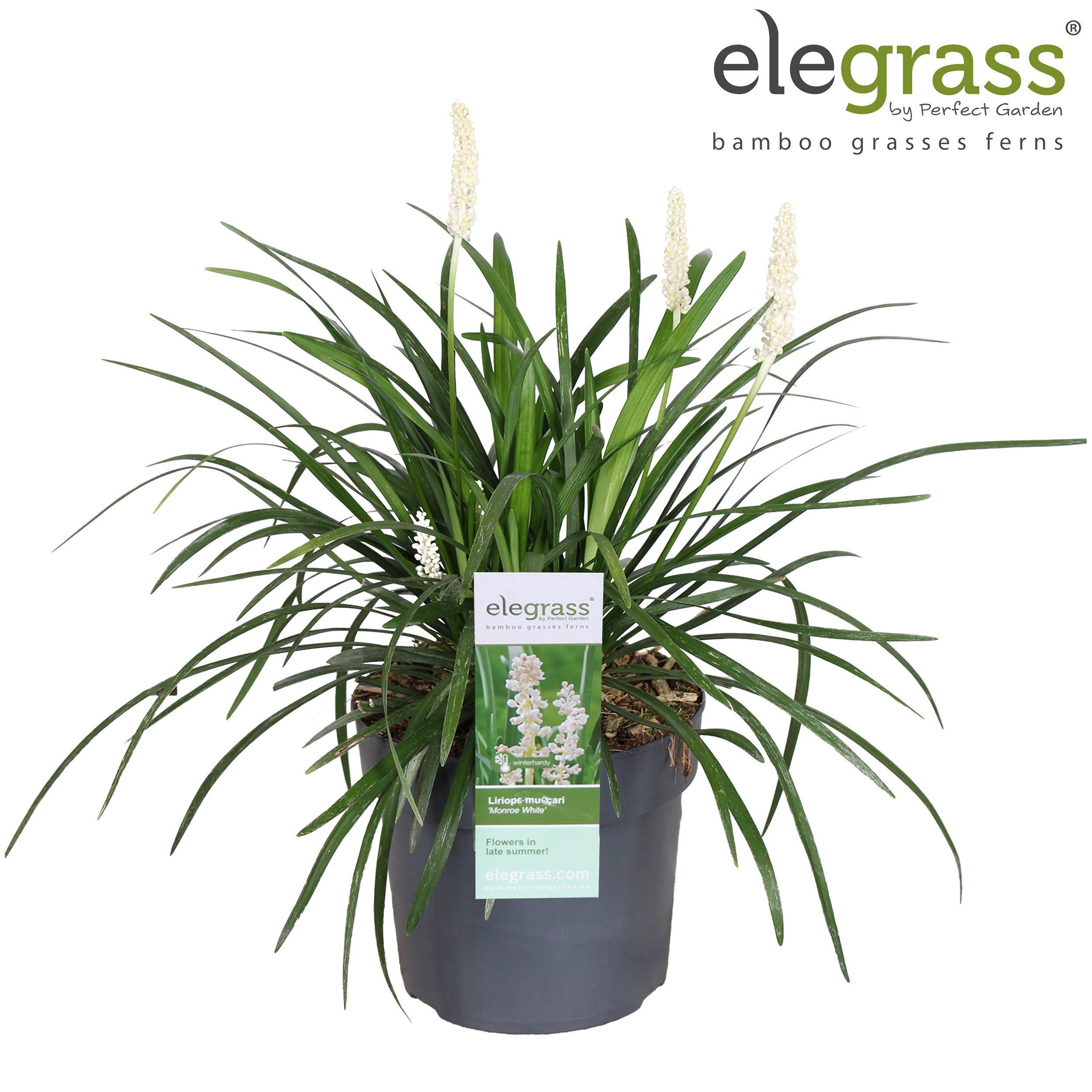 Liriope muscari 'Monroe White'
