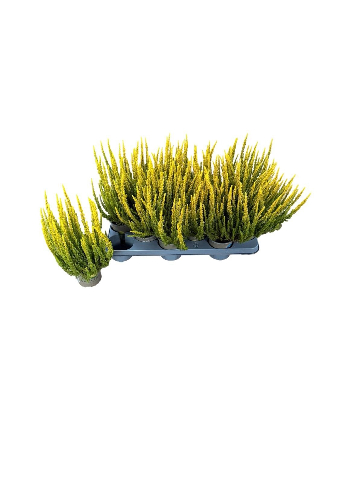 Callu Skyline Gem 11Ø 30cm