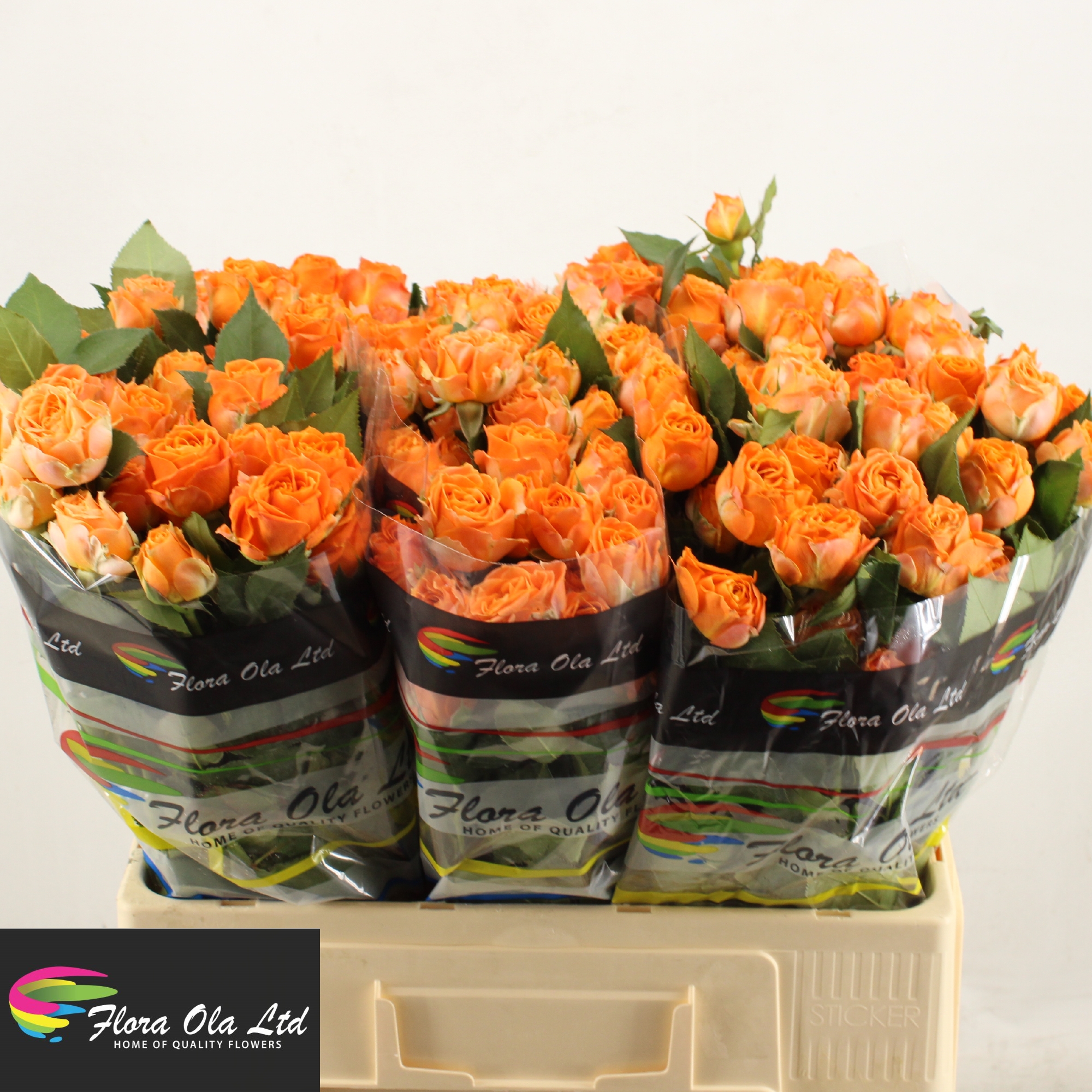 Rosa Spr Coral Bubbles 60cm