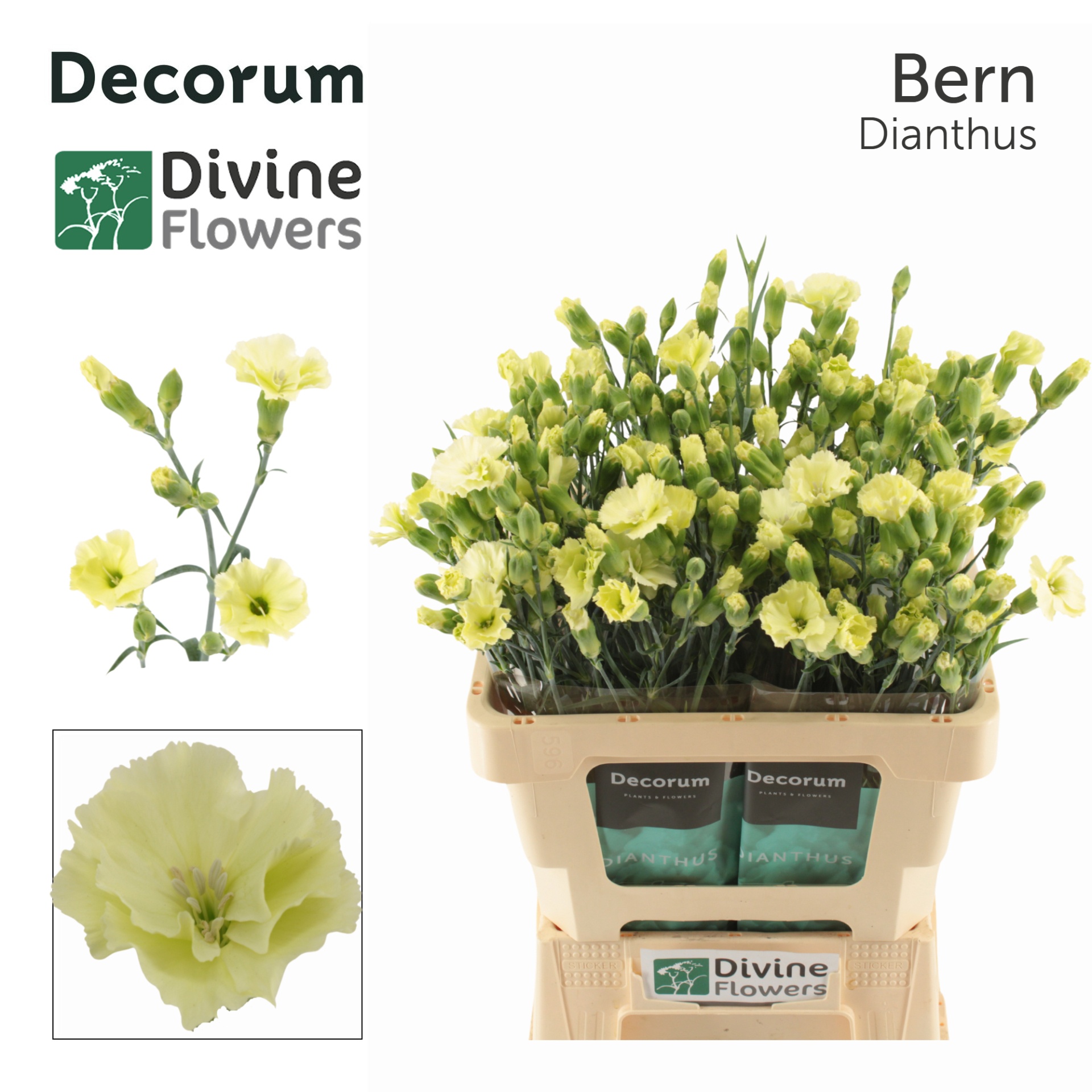 Di Solomio Bern