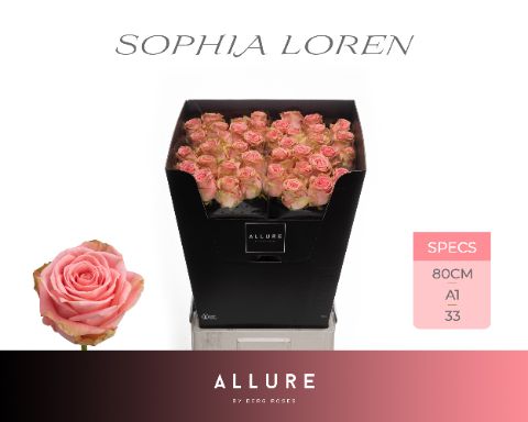 R Gr Sophia Loren