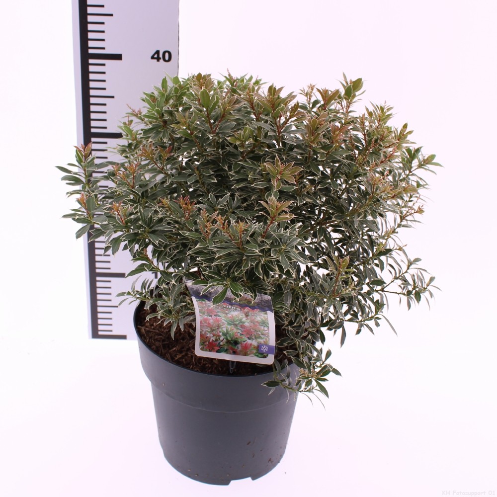 Picture of Pieris jap. Little Heath P21 (4 Ltr)