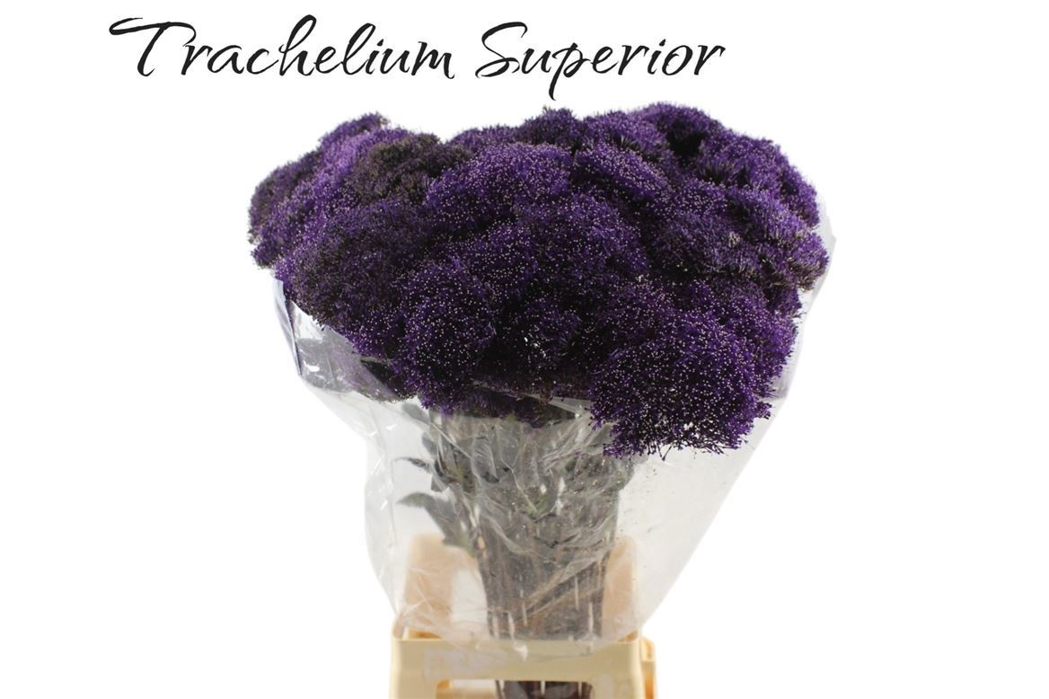 Trachelium Lake Superior 80cm