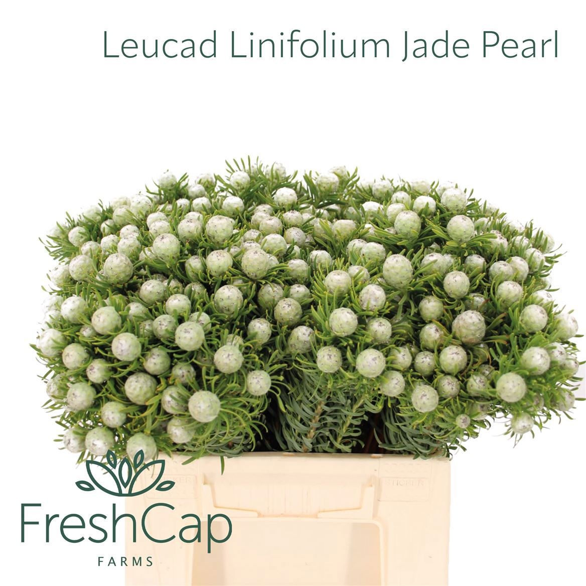 Leucadendron L Jad Pe Vert 40cm
