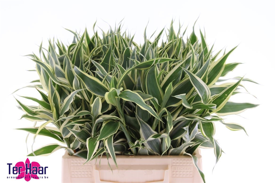 Dracaena Sanderiana 40cm