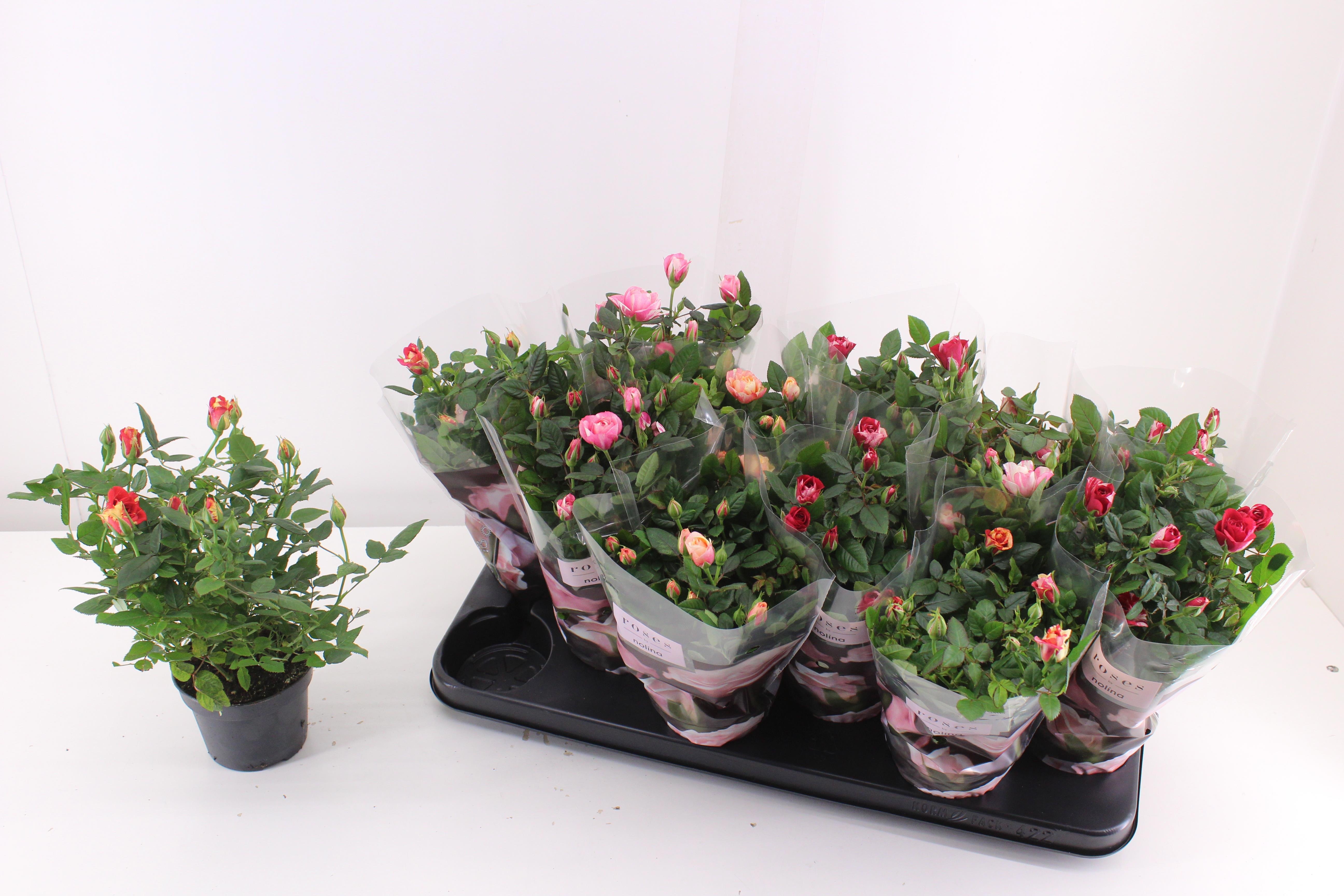 Rosa Victory Mix 510Ø 30cm