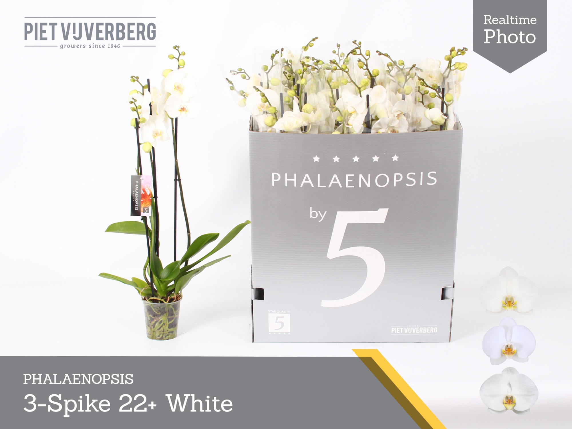 Phalaenopsis White 2 Stem 12Ø 70cm