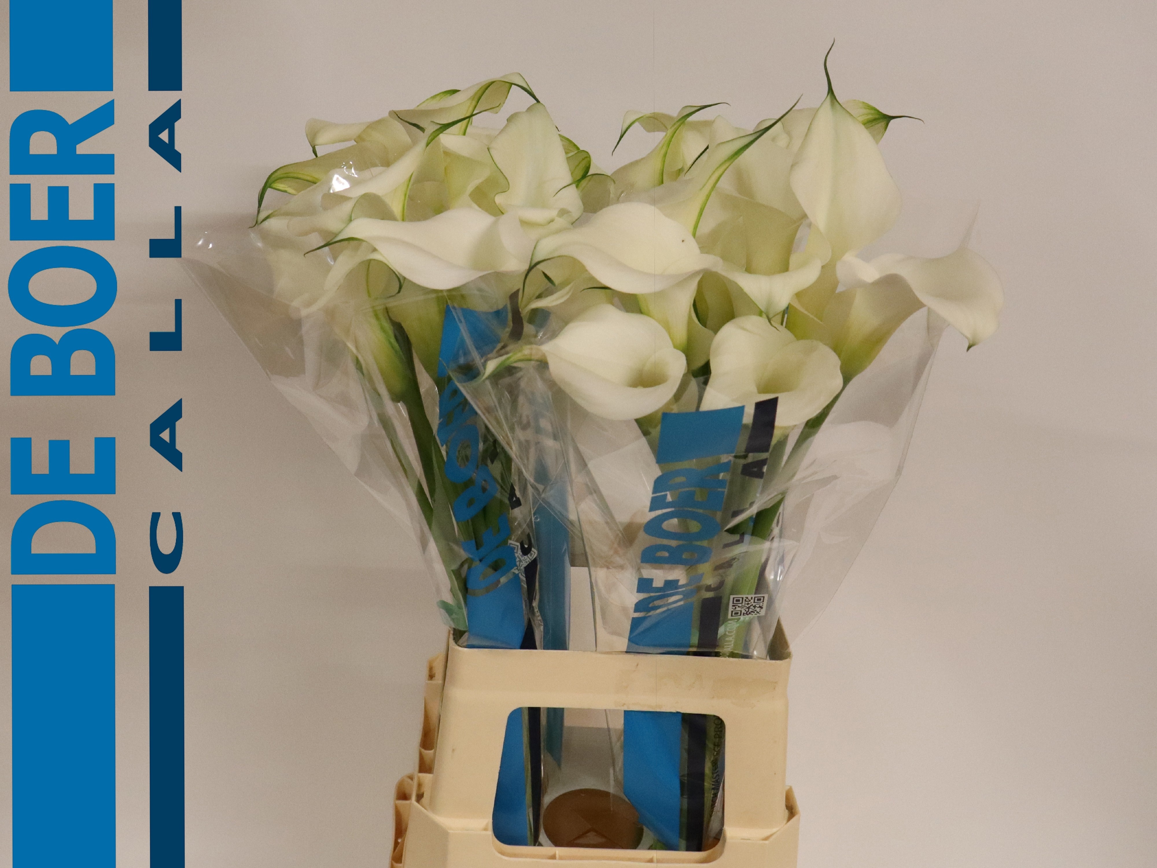 Calla Capt Ventura 70cm