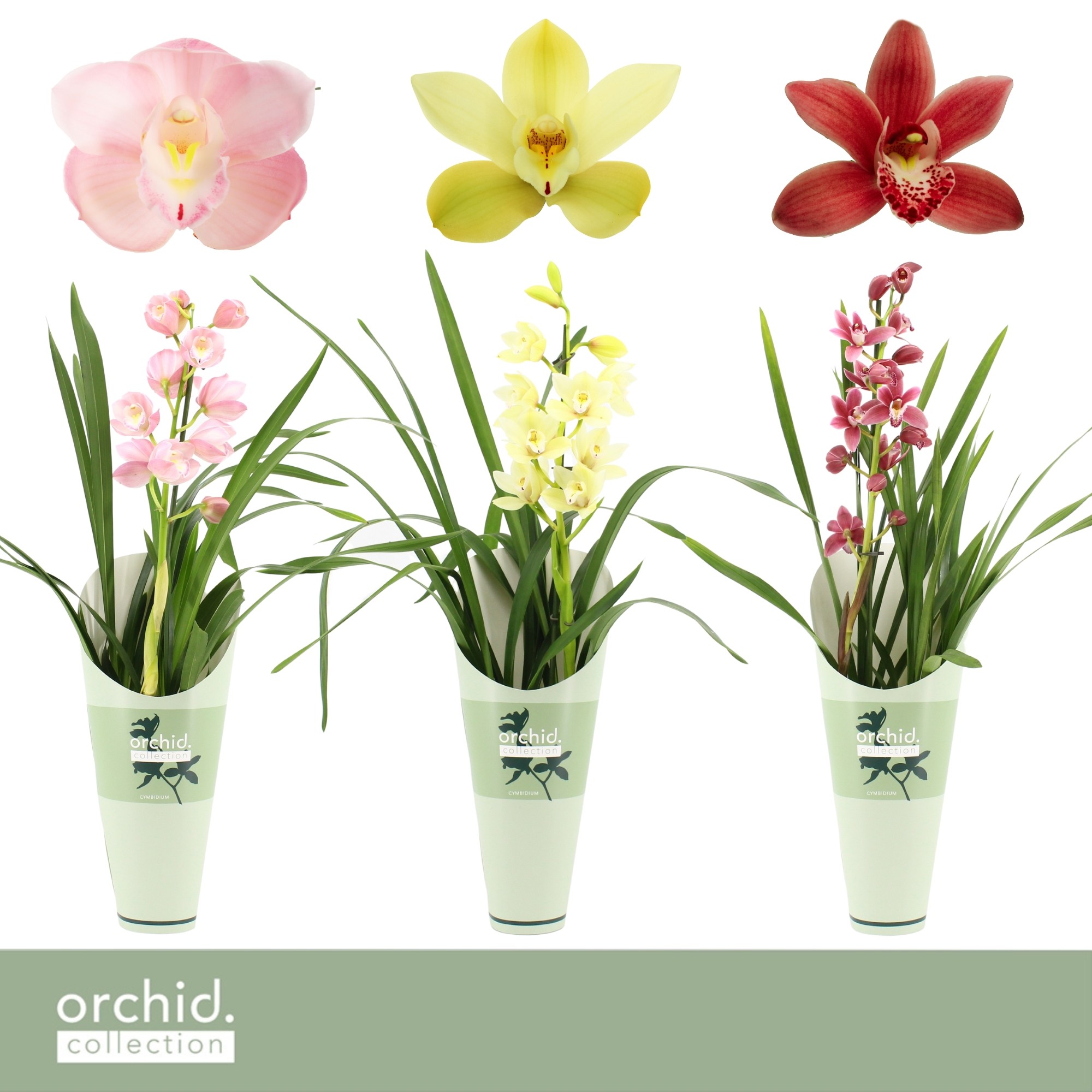 Picture of Cymbidium, Mix 1-Spike Orchid Collection Potcover P12 50CM