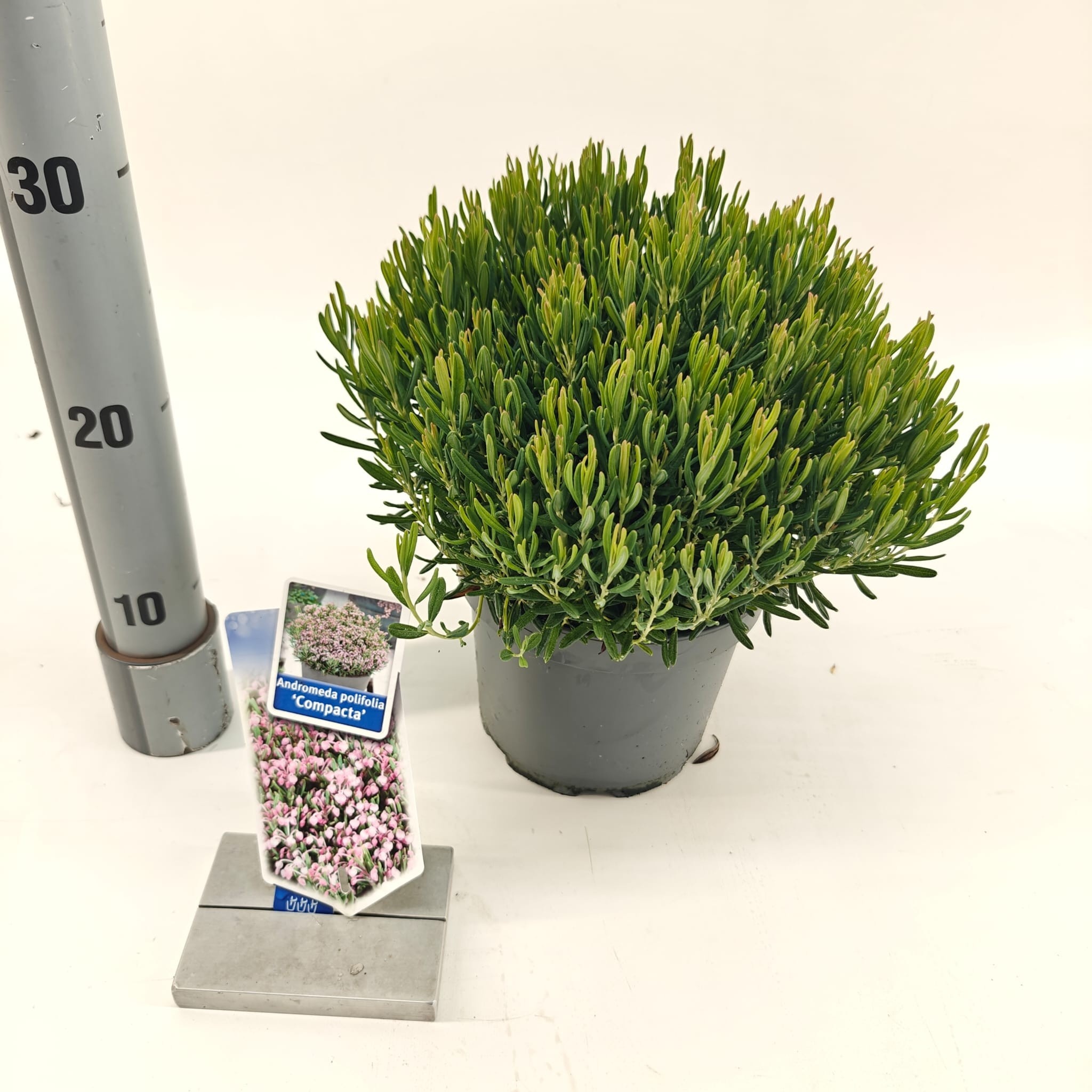 Picture of Andromeda polifolia 'Compacta'