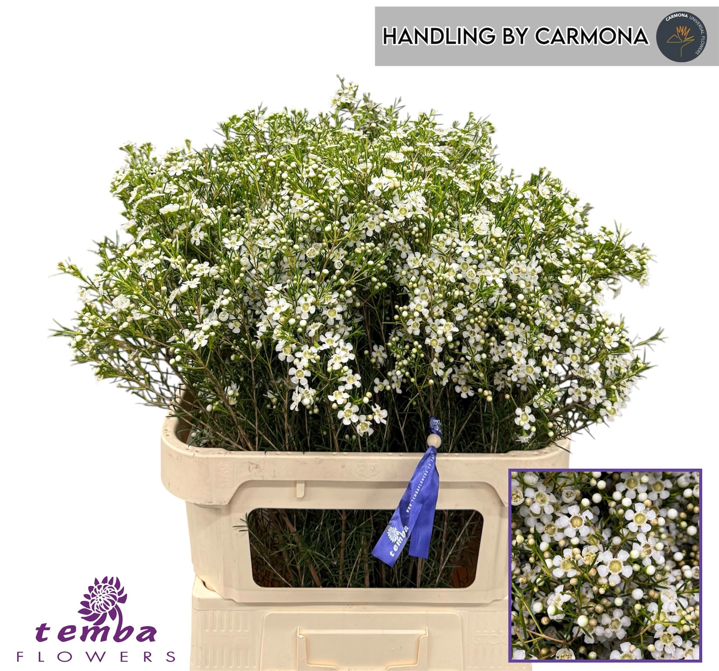 Chamelaucium Ofir 80cm 80gram