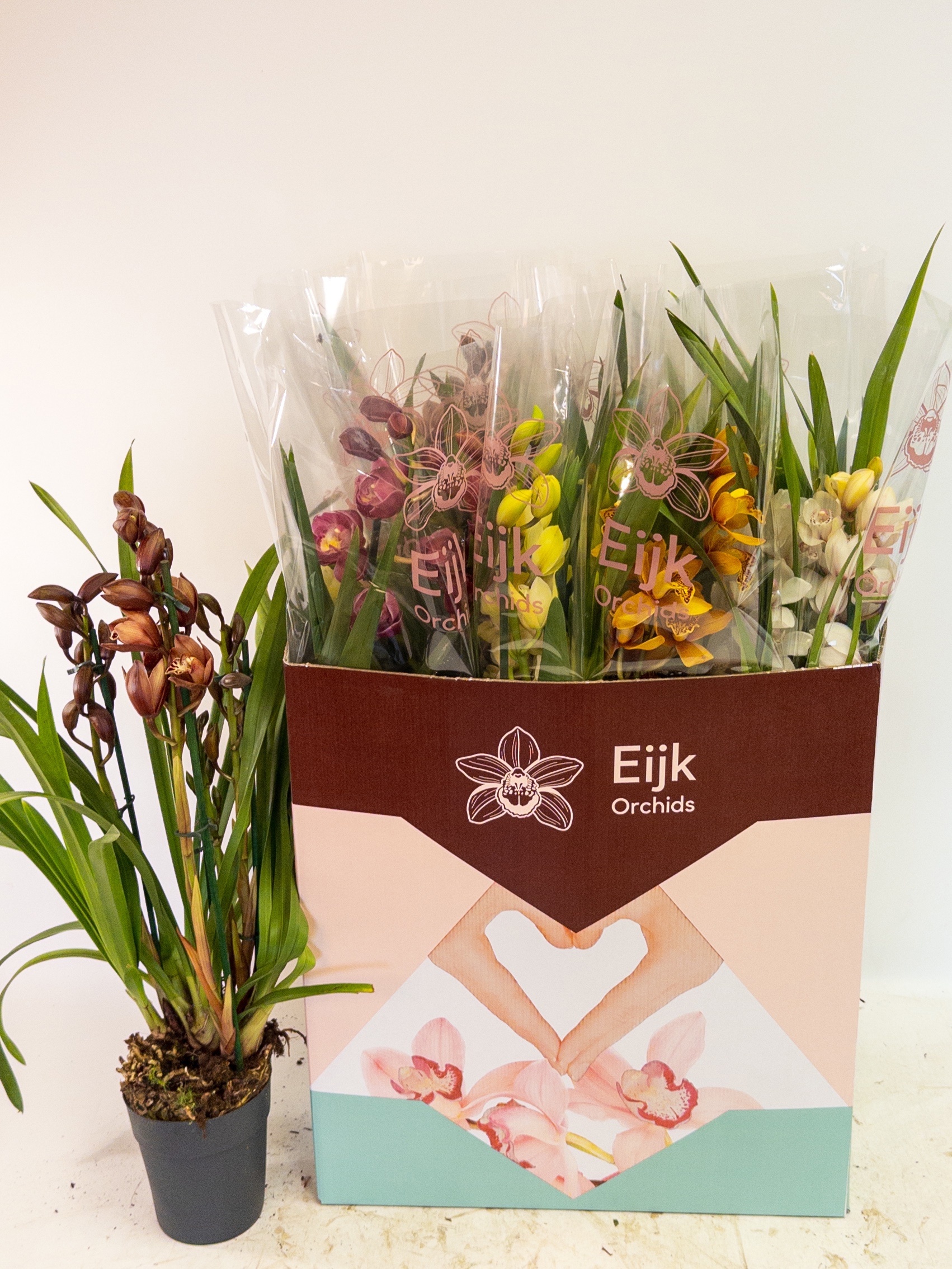 Cymbidium Asst Sp Orchids