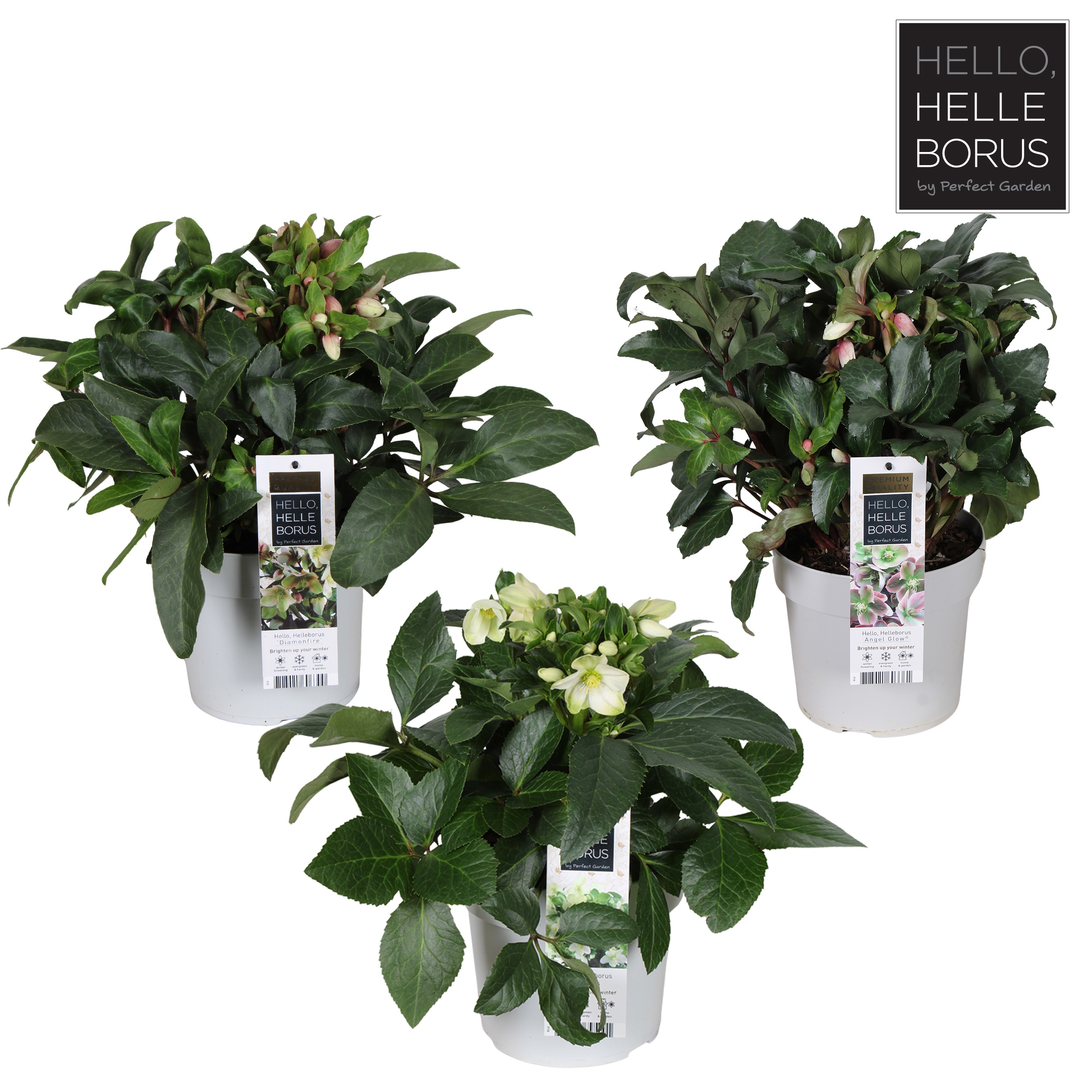 Picture of Helleborus mix shelve P19