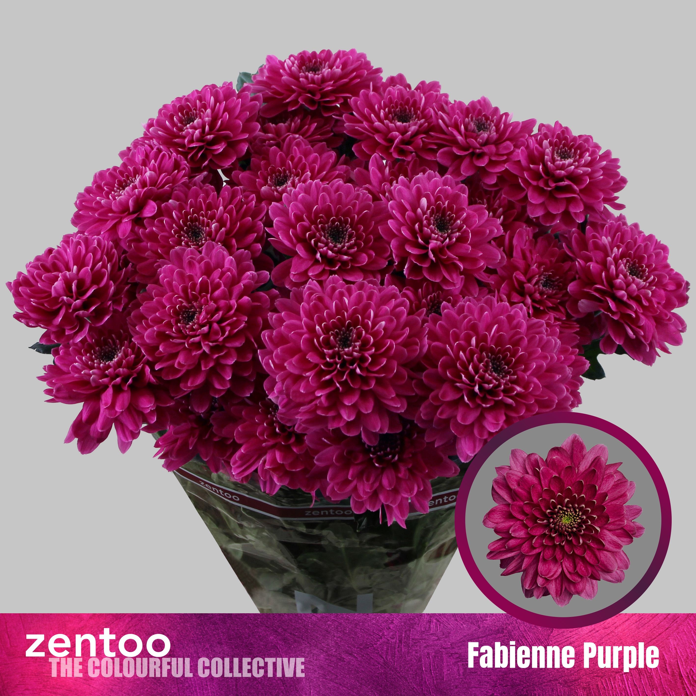 Chrys Spray Fabienne Purple 85gram