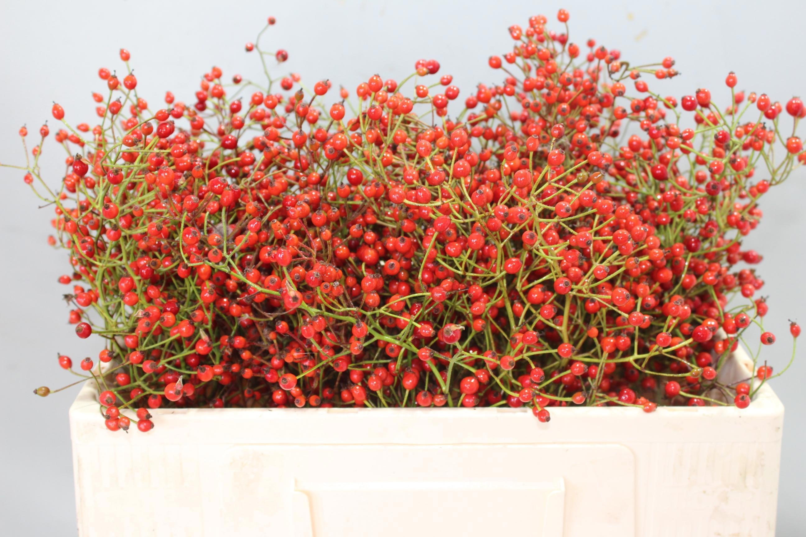 Rosa Prinsberry Red 50cm